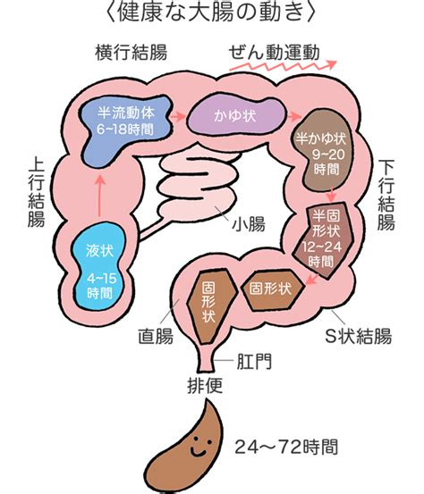 大腸 方向|大腸の構造と働き 